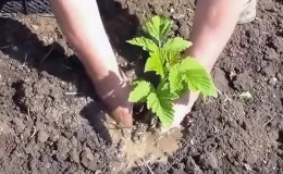 Instructions for the correct planting of raspberries in the summer for beginner gardeners