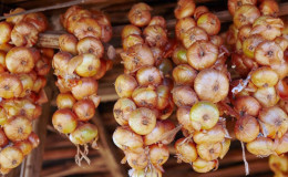A step-by-step guide on how to keep onion sets until spring at home