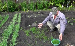Step-by-step instructions for planting dill in July for greens