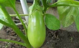 Why eggplants do not turn blue, but turn green and how this can be prevented