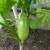 Why eggplants do not turn blue, but turn green and how this can be prevented