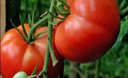 Tomatoes