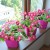 How to grow petunia from seeds at home: sowing seedlings, care, transplanting into open ground