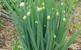 How to grow a batun onion: planting and care in the open field before winter