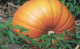 We set yield records by growing a giant pumpkin variety 