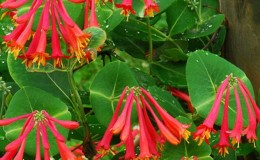 Description, cultivation and application of Brown's Honeysuckle Dropmore Scarlet