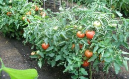 Step-by-step guide to treating tomatoes with metronidazole from late blight: fighting and preventing disease