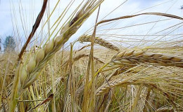 Similarities and differences between wheat and rye in appearance, composition and application