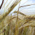 Similarities and differences between wheat and rye in appearance, composition and application