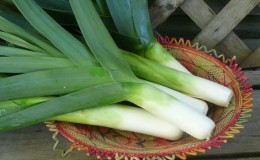 How to properly store leeks after harvest