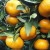 What is mandarin: where is it from, how and where it grows