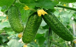 Young hybrid of cucumbers 