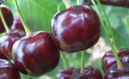 Cherry-cherry hybrid Miracle cherry