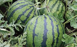 How to plant and grow a watermelon correctly
