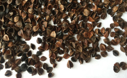 The incredible benefits of buckwheat husks in the garden