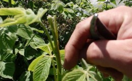 How to pinch remontant raspberries in the summer and is this procedure necessary