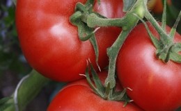 Wonderful tomatoes for greenhouses and hotbeds: the