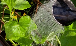 Step-by-step instructions for novice gardeners: how to water cucumbers correctly