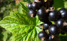 The best varieties of black currant for central Russia and the Middle Volga region