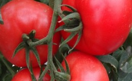 A large-fruited variety with a pleasant taste - Akulina tomato and a step-by-step guide to growing it