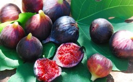What is a fig and what is remarkable about a fig tree