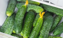 How to keep fresh cucumbers in the refrigerator for as long as possible: the best ways and tips