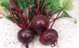 Sweet and full of vitamins beets
