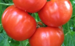 Simple and hassle-free tomato