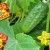 What is useful for feeding cucumbers in a greenhouse with yeast, how to cook and use it correctly