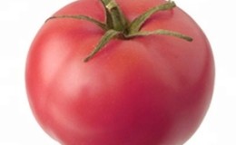 Mid-season variety with fruits, as in the picture -