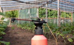We feed cucumbers in a greenhouse for a rich harvest: schemes and recipes