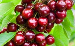 A young, but gaining popularity among gardeners variety of cherries Revna