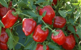 Instructions for growing delicious peppers