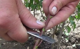 Breeding rules for cherry plum cuttings in summer and the stages of growing a tree from a twig
