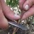 Breeding rules for cherry plum cuttings in summer and the stages of growing a tree from a twig