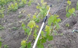 How and how to treat grapes from diseases and pests in the spring after opening