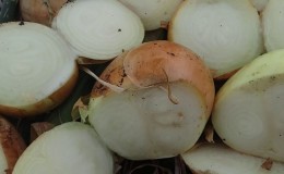 The time-tested onion variety