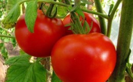 Step-by-step instructions on how to grow a tomato