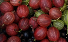 Mid-late gooseberry variety Shershnevsky: pros and cons, cultivation features