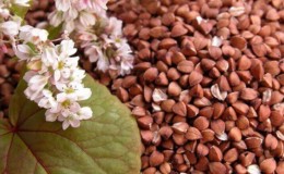 What is buckwheat done, what is good and for which dishes it is suitable