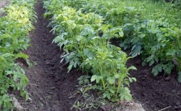 How to properly trim the tops of potatoes and why you need it