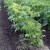 How to properly trim the tops of potatoes and why you need it