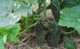 How to Increase Yield of Cucumbers Outdoors Using Simple But Very Effective Methods