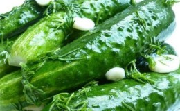 Delicious crispy lightly salted cucumbers: how to cook with cold pickle