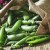 What are useful and harmful peas for humans