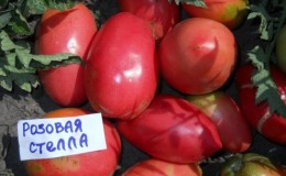 Disease-resistant and easy-care tomato