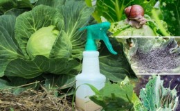 How to dilute ammonia and treat cabbage with it from pests