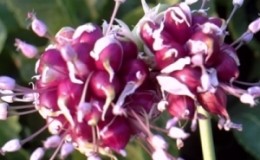 Step-by-step instructions for planting garlic bulbs for the winter: basic rules and secrets of experienced gardeners