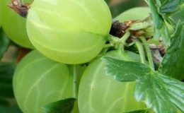 Medium early gooseberry variety with high winter hardiness