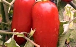 How to care for a tomato